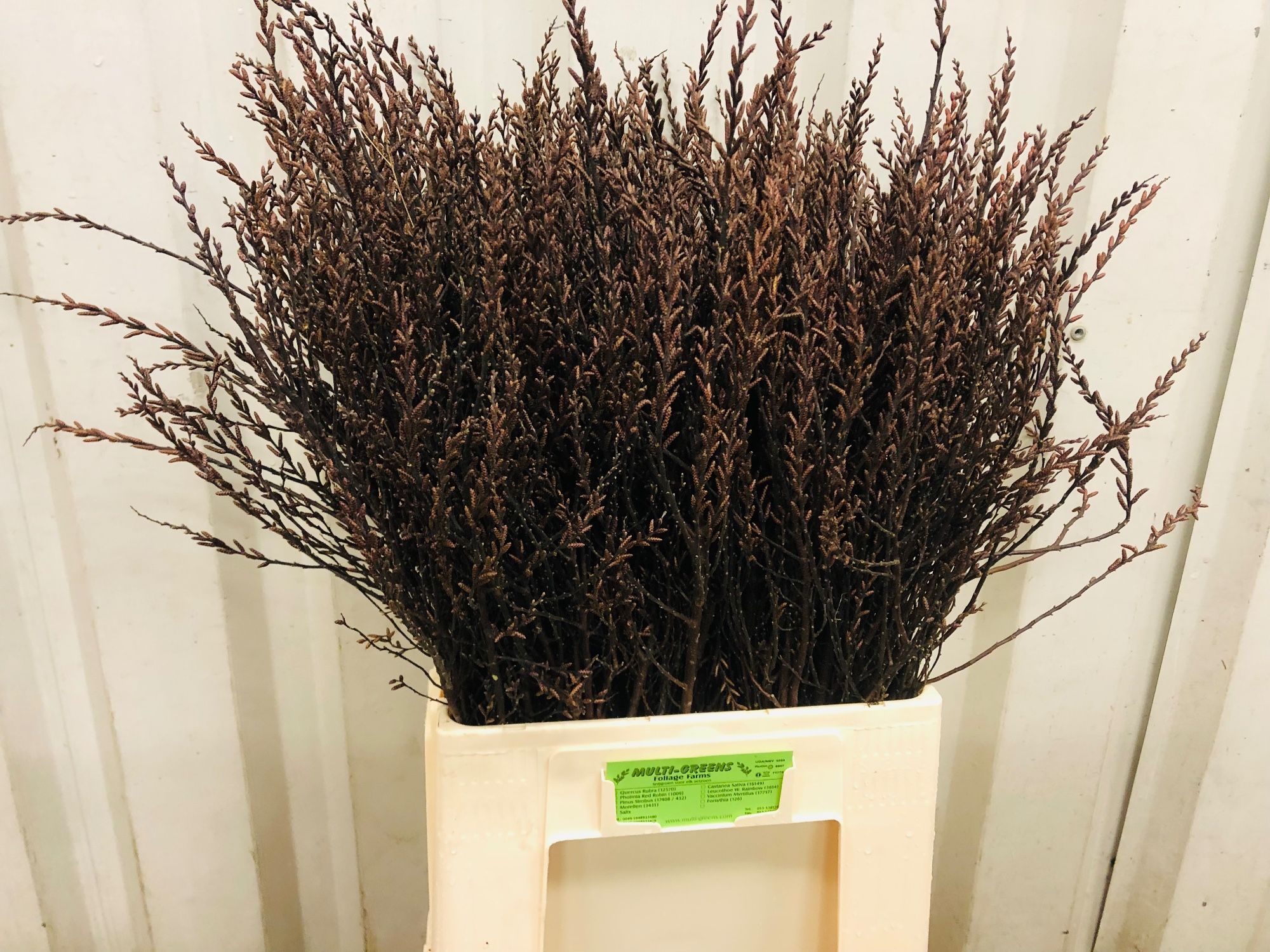 Мирика Гейл 70, шт.