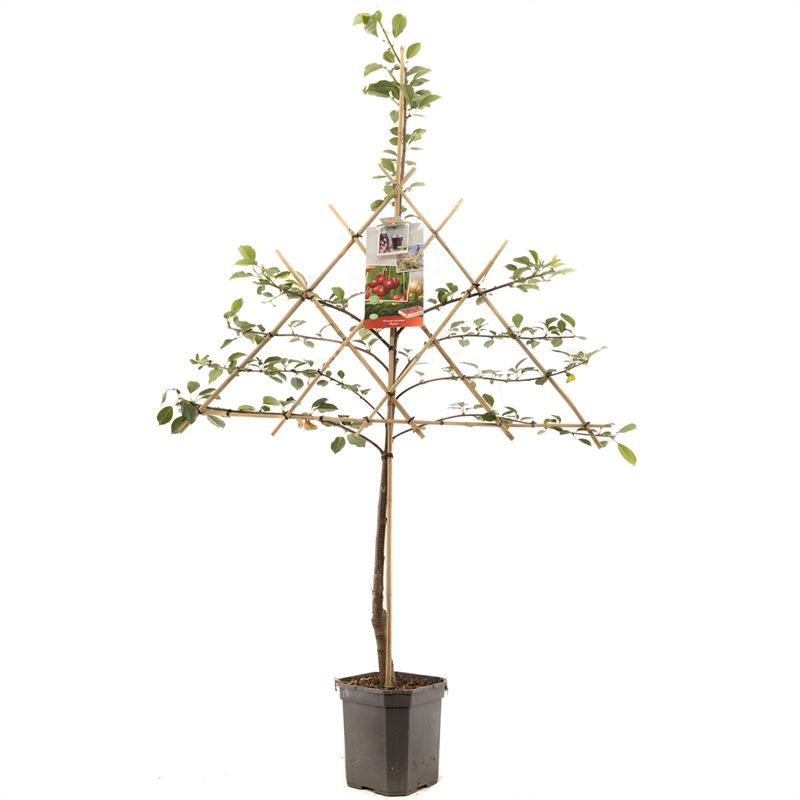 Prunus cerasus Morel leivorm Zure kers, D 24