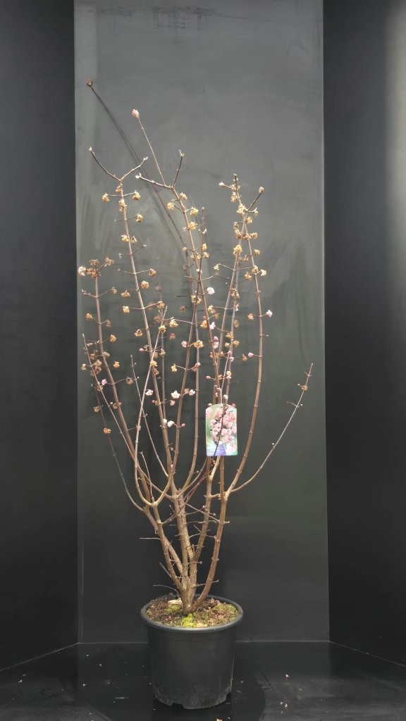 Viburnum x bodnantense 'Dawn', D 32