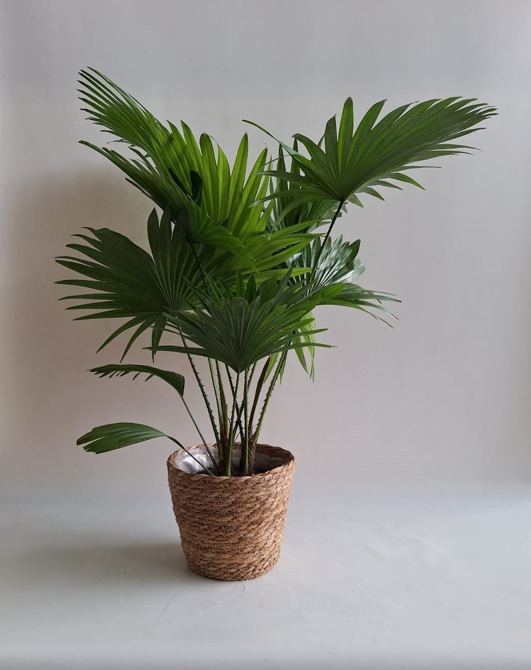 Livistona rotundifolia in mand Ella, D 18