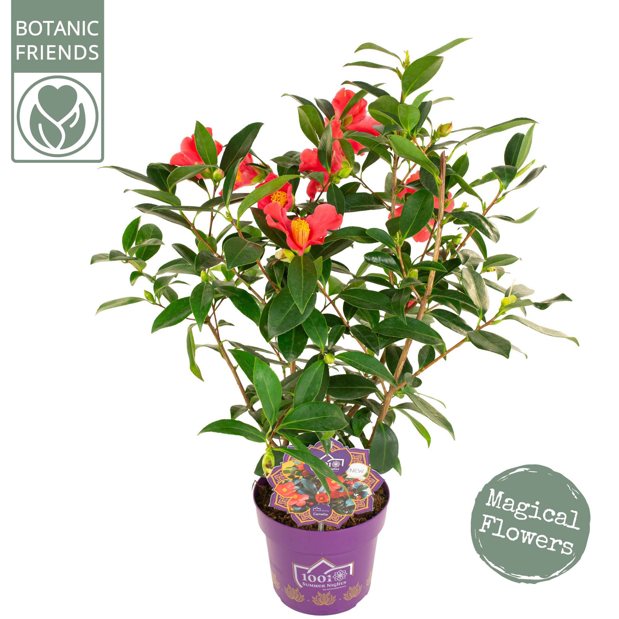 Camellia C. '1001 Summer Nights' PREMIUM, D 19