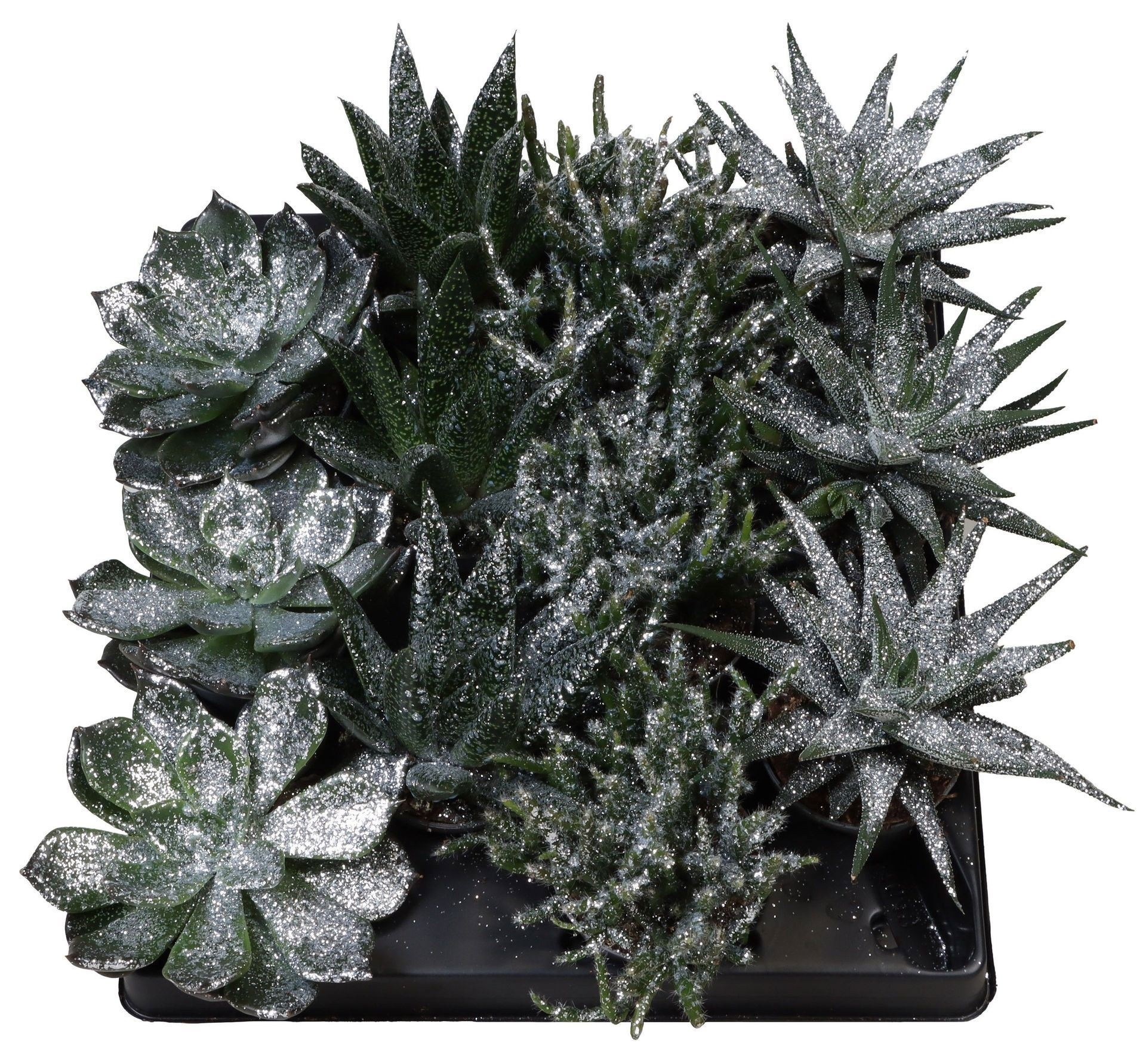 Succulent Mix Silver Glitter, D 6