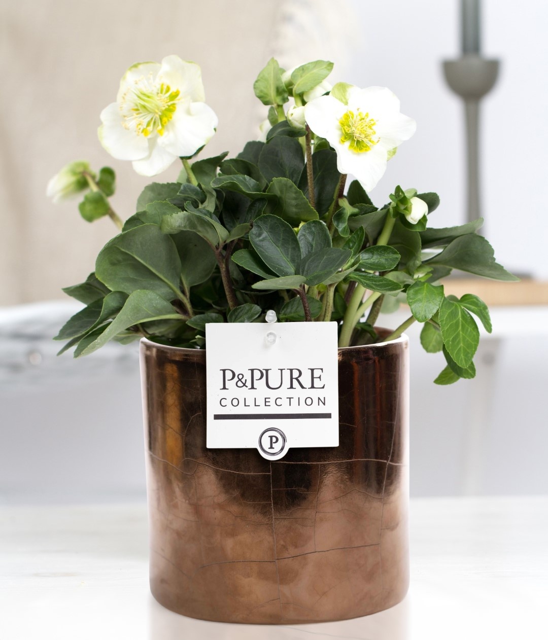 1st classHelleborus "Xmas C." in P&PURE Juliette cer. goldbronze, D 12 cm 1st classHelleborus "Xmas C." in P&PURE Juliette cer. goldbronze, D 12 cm
