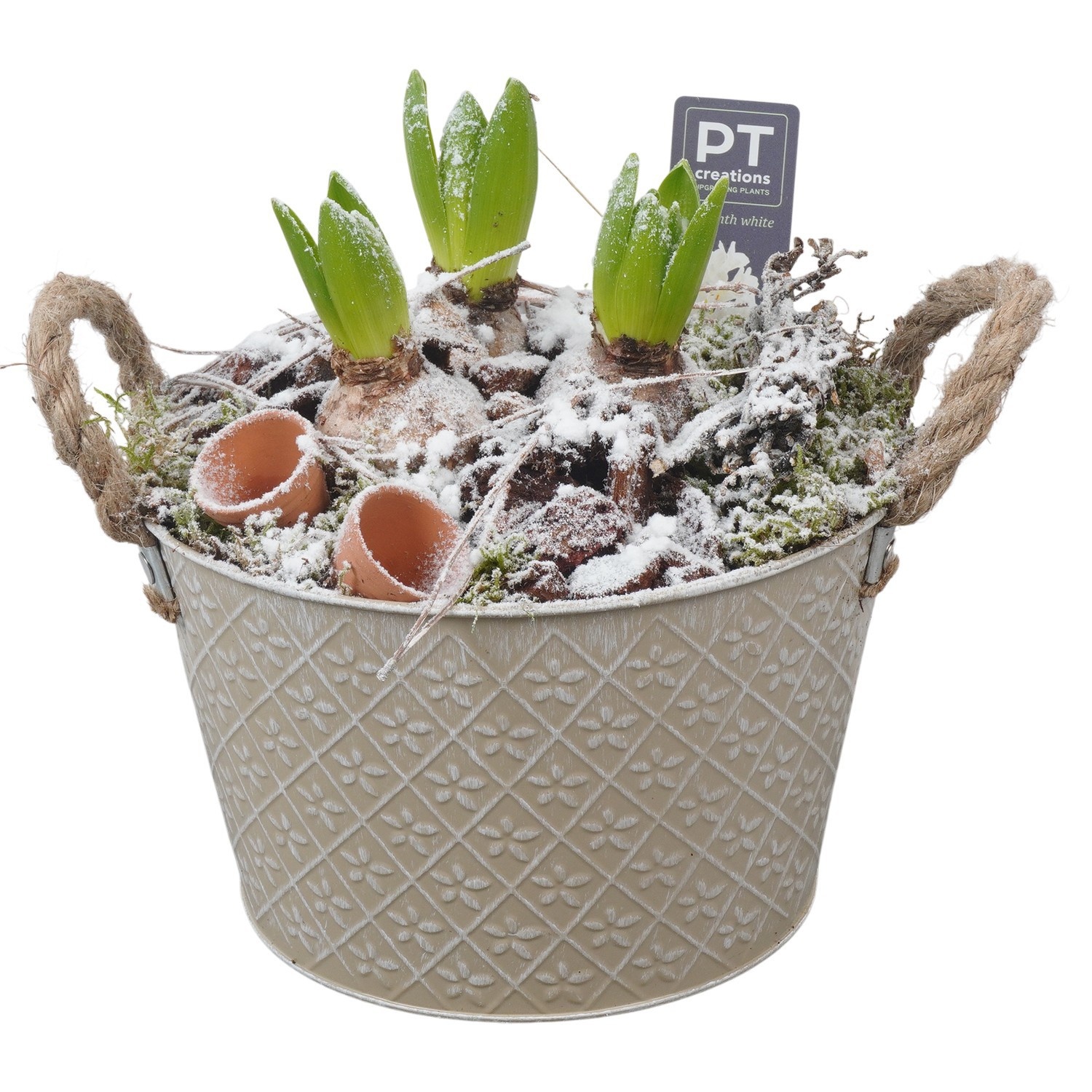 PTWH4067 Arrangement Winter Hyacint in metalen pot, D 21