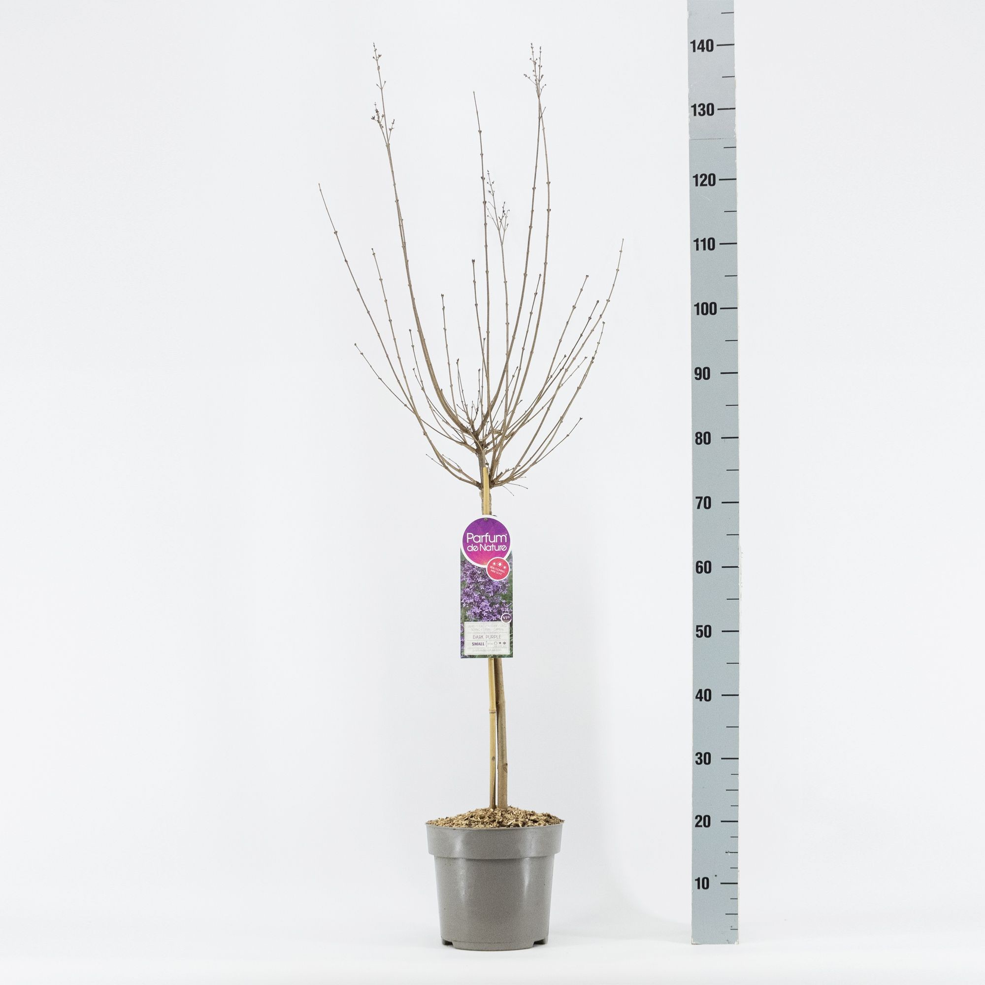 Syringa BLOOMERANG ® Dark Purple, stam 50, 2-jarig, C6, D 24 cm Syringa BLOOMERANG ® Dark Purple, stam 50, 2-jarig, C6, D 24 cm