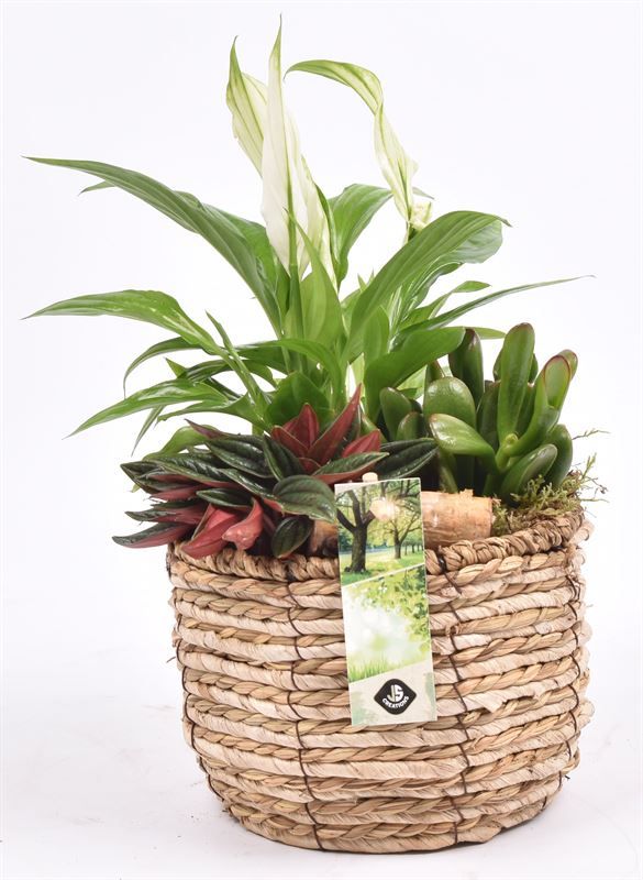 Mais mand 16cm, D 16