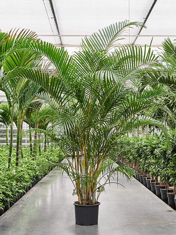 Dypsis (Areca) lutescens (210-250), D 34