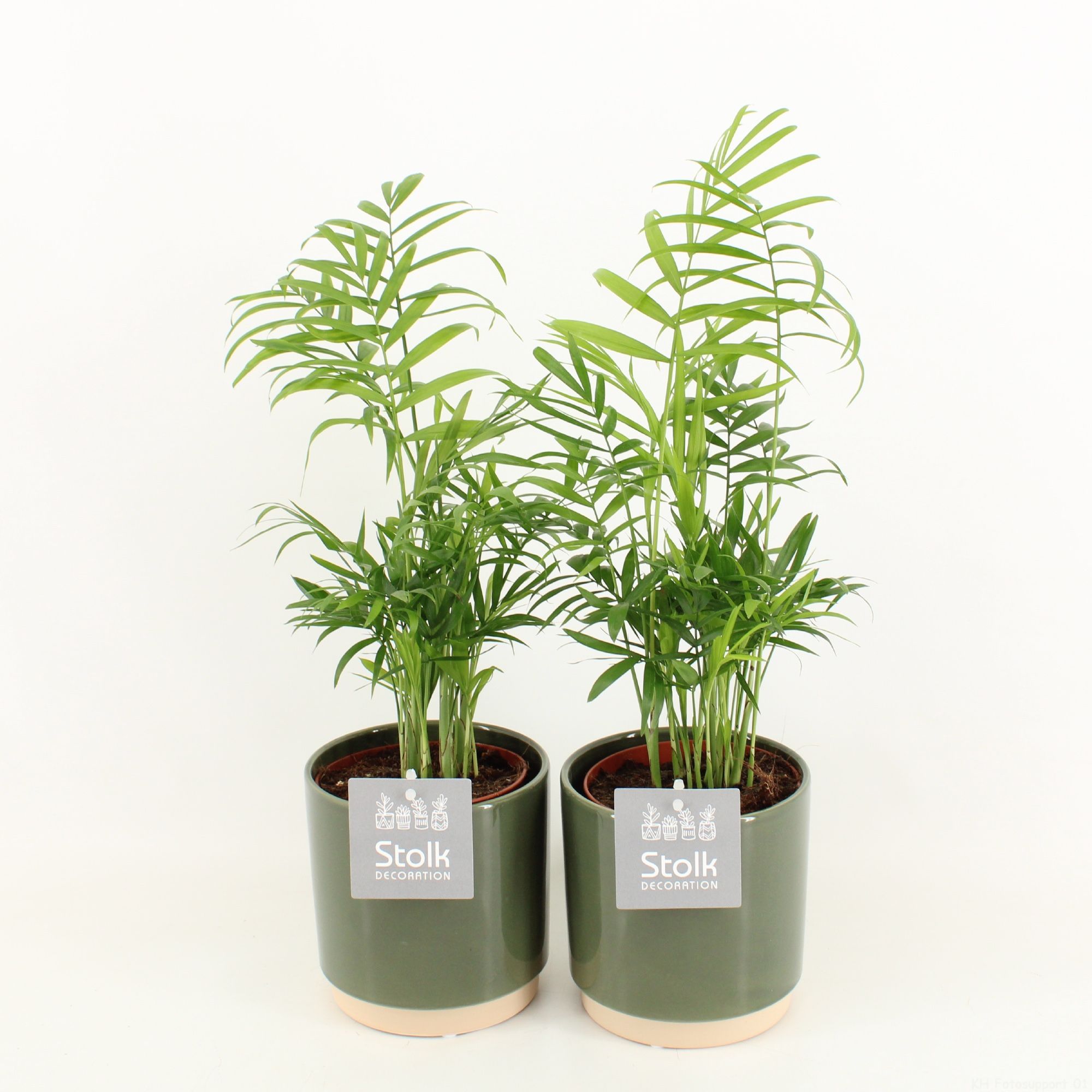 Chamaedorea in Julia keramiek, D 13