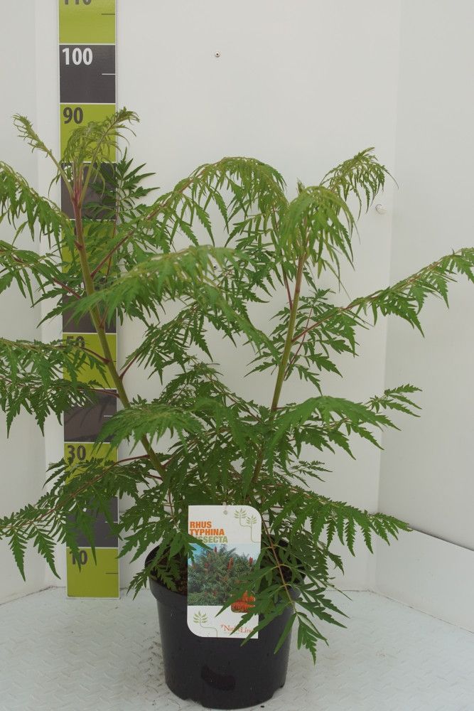 Rhus typhina Dissecta C 7,5, D 27 cm