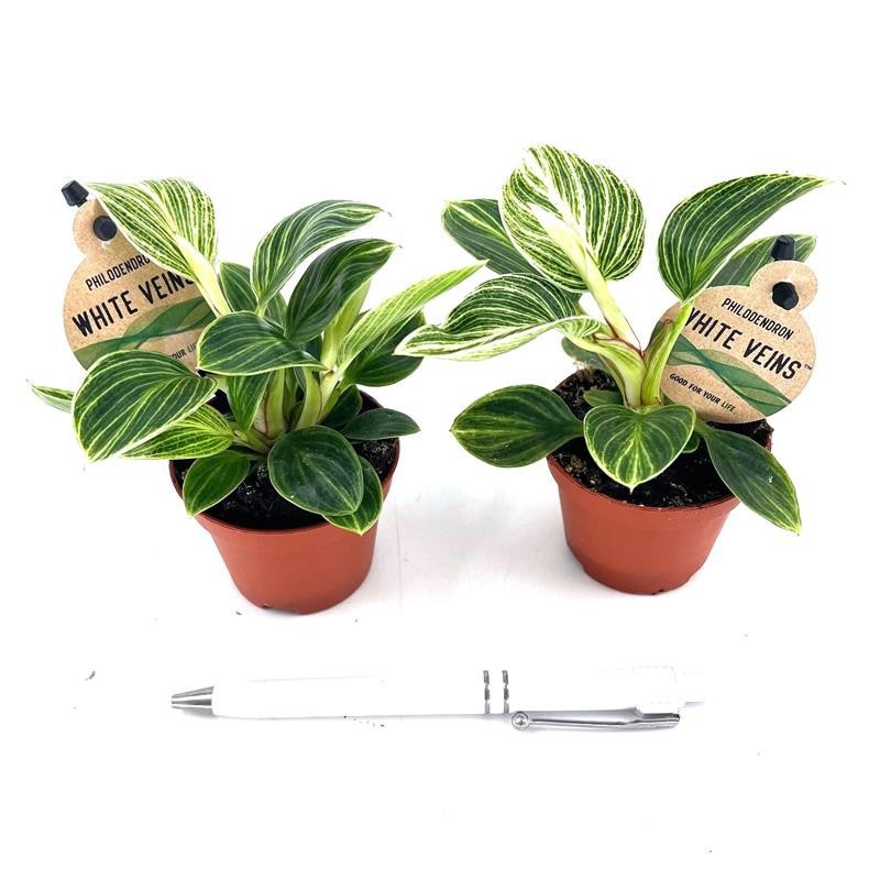 PHILODENDRON-HYBRID H1826 Mini White Veins, D 6 cm
