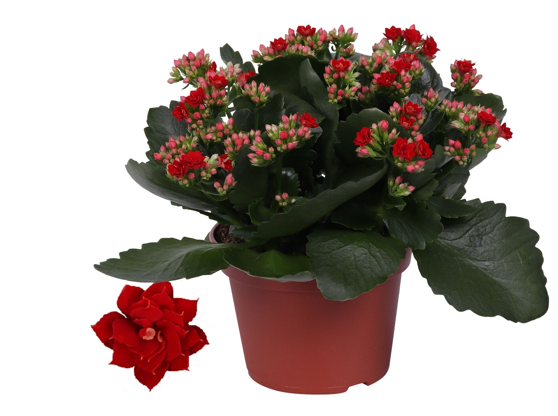 Kalanchoe Rosalina 15cm Don Justino rood, Zonder hoes, D 15