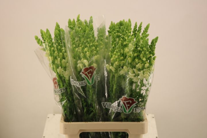 Антирринум Потомак Вайт (бел.), шт.