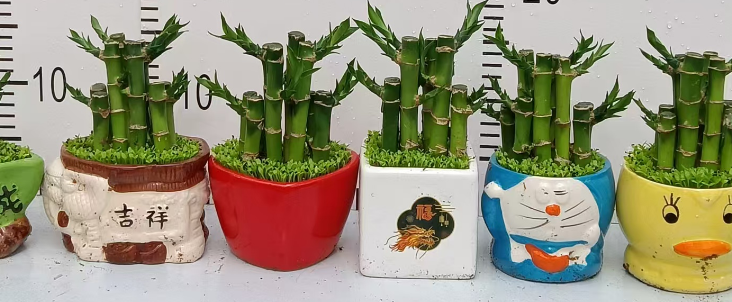 Драцена сандериана микс виз олл форест 圆瓷盆 15