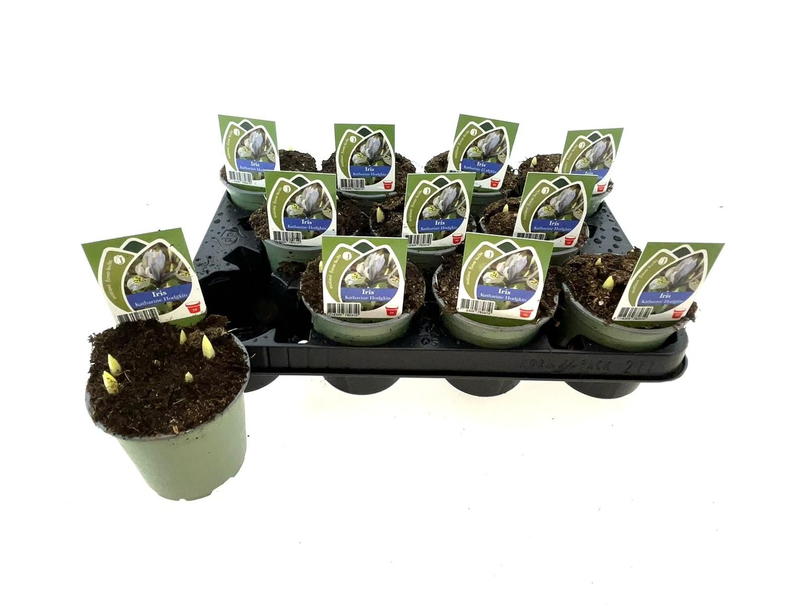 Iris Katharine Hodgkin 10 cm, D 10