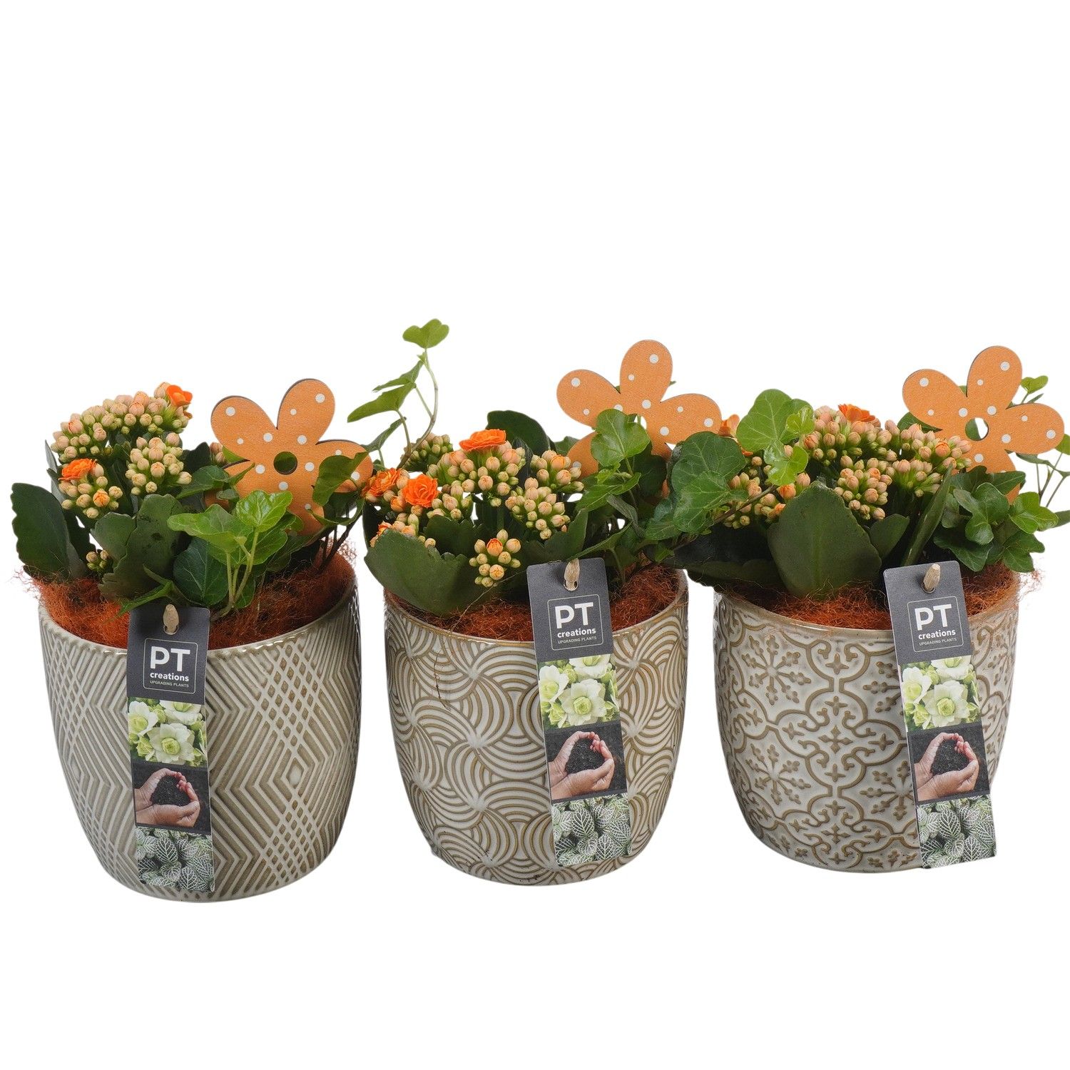 PTIB6422 Arrangement Indoor in keramiek pot, D 12 cm PTIB6422 Arrangement Indoor in keramiek pot, D 12 cm