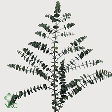 Эвкалипт Бэби Блю 70 (зел.) 1кг IT, пуч.