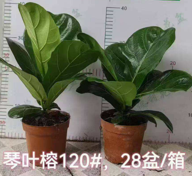 Фикус 110 Фиддле Лиф Фиг 11 27