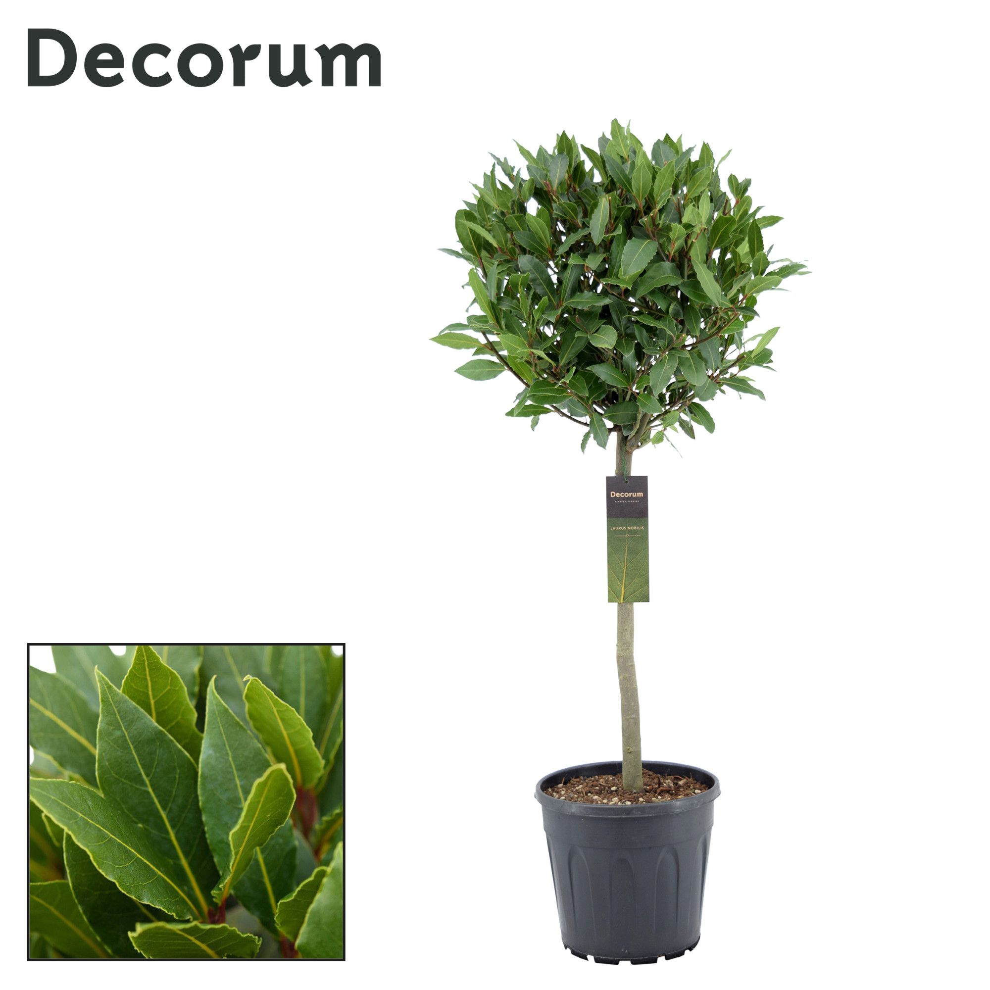 Laurus nobilis Bol op stam, D 25