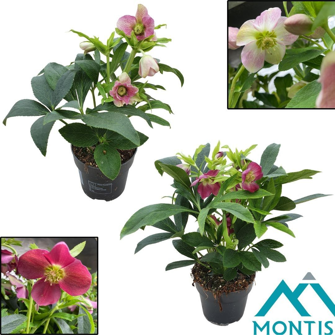 Helleborus Orientalis Mixlaag 12 cm, D 12 cm Helleborus Orientalis Mixlaag 12 cm, D 12 cm
