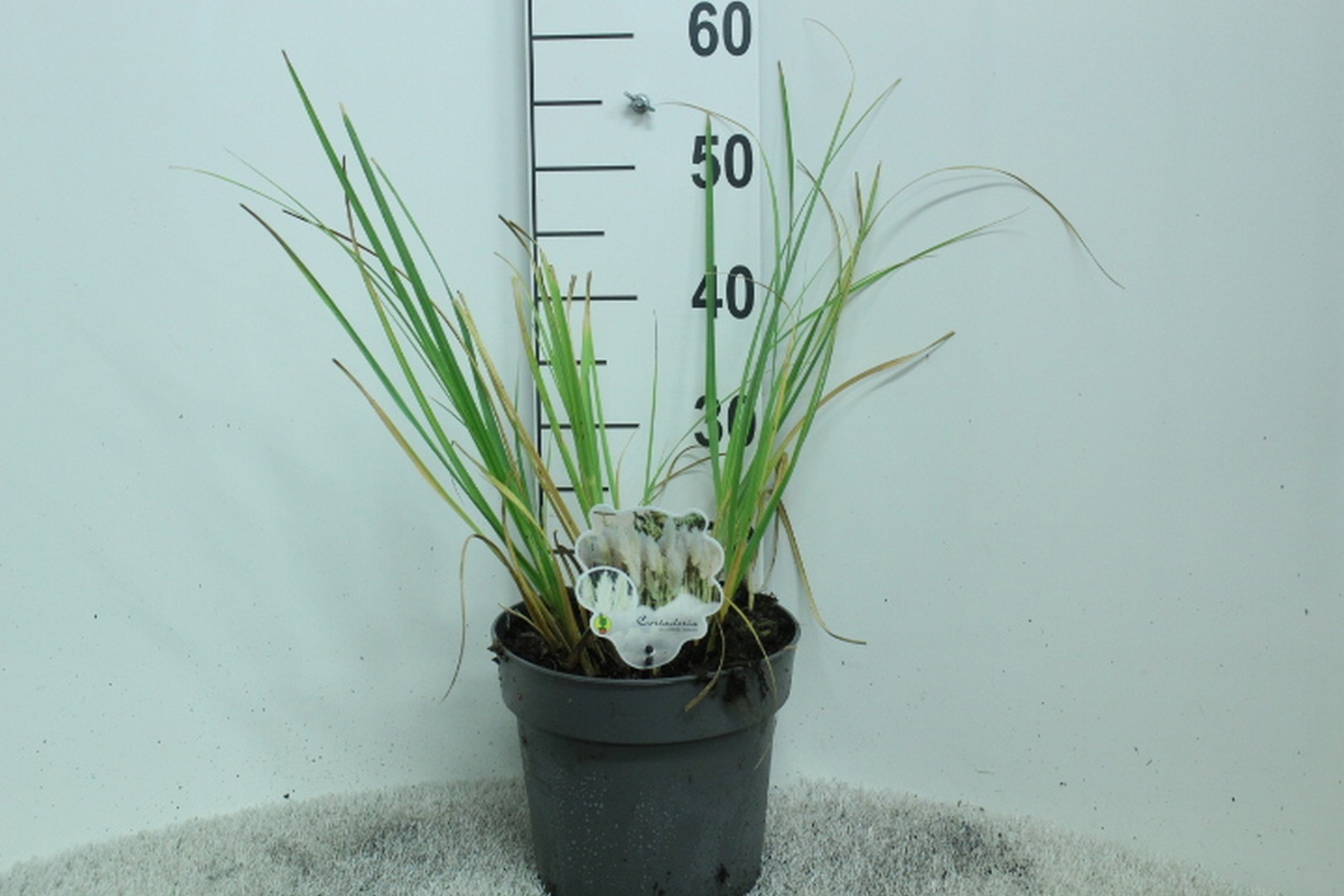 Cortaderia selloana 'Junior' P23, D 23