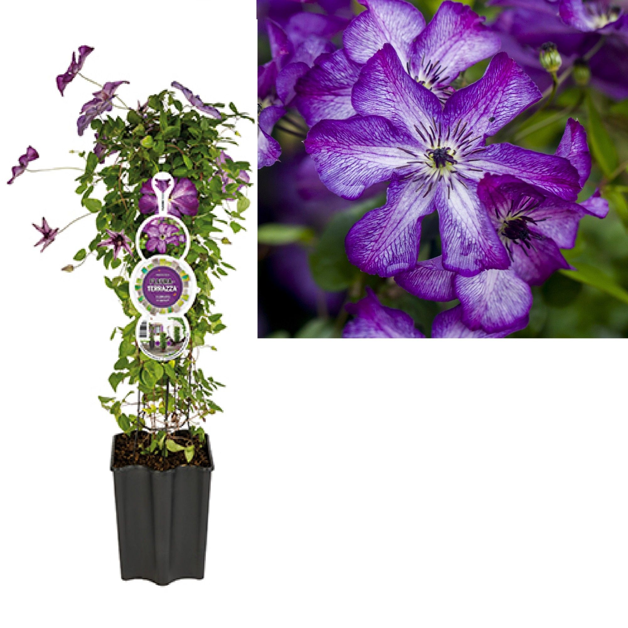 FleuraTerrazza W320 Clematis vit. 'Super Nova' PBR +label, D 19