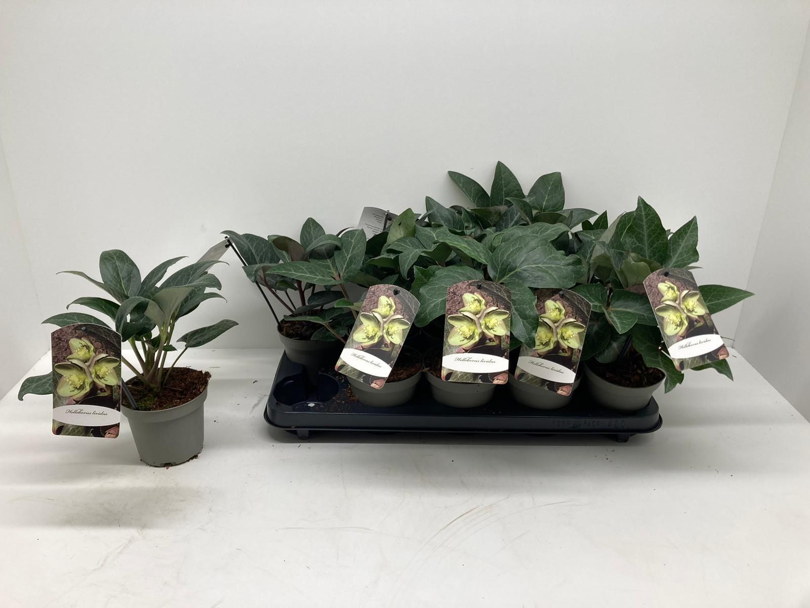 Helleborus lividus, D 12 cm