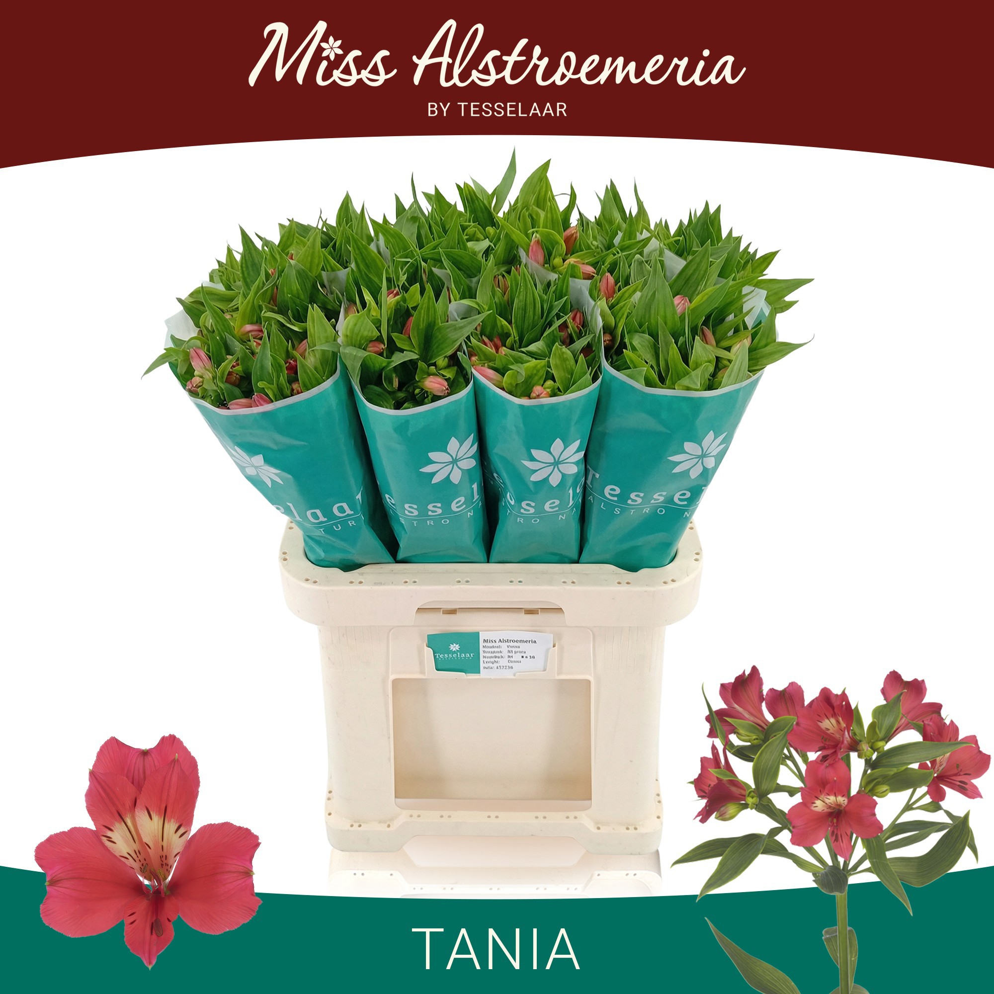 Альстромерия Таня (красн.), шт.