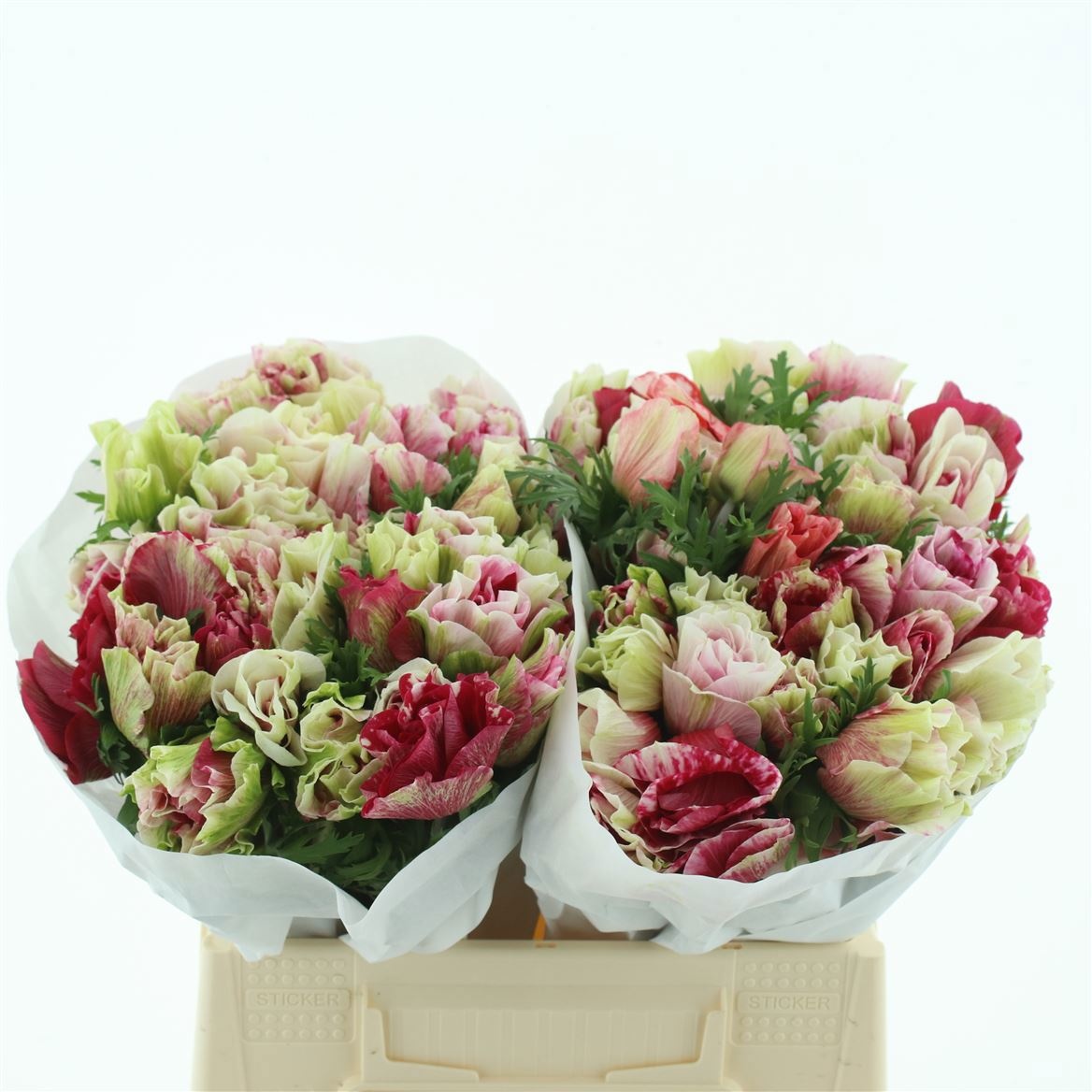 Анемон Мистраль + Тайгер 40 (розово-бел.), шт.