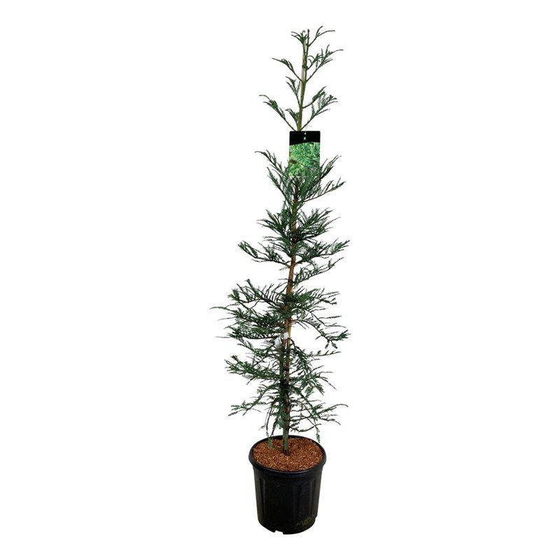 Sequoia sempervirens 'Xeno', D 32 cm
