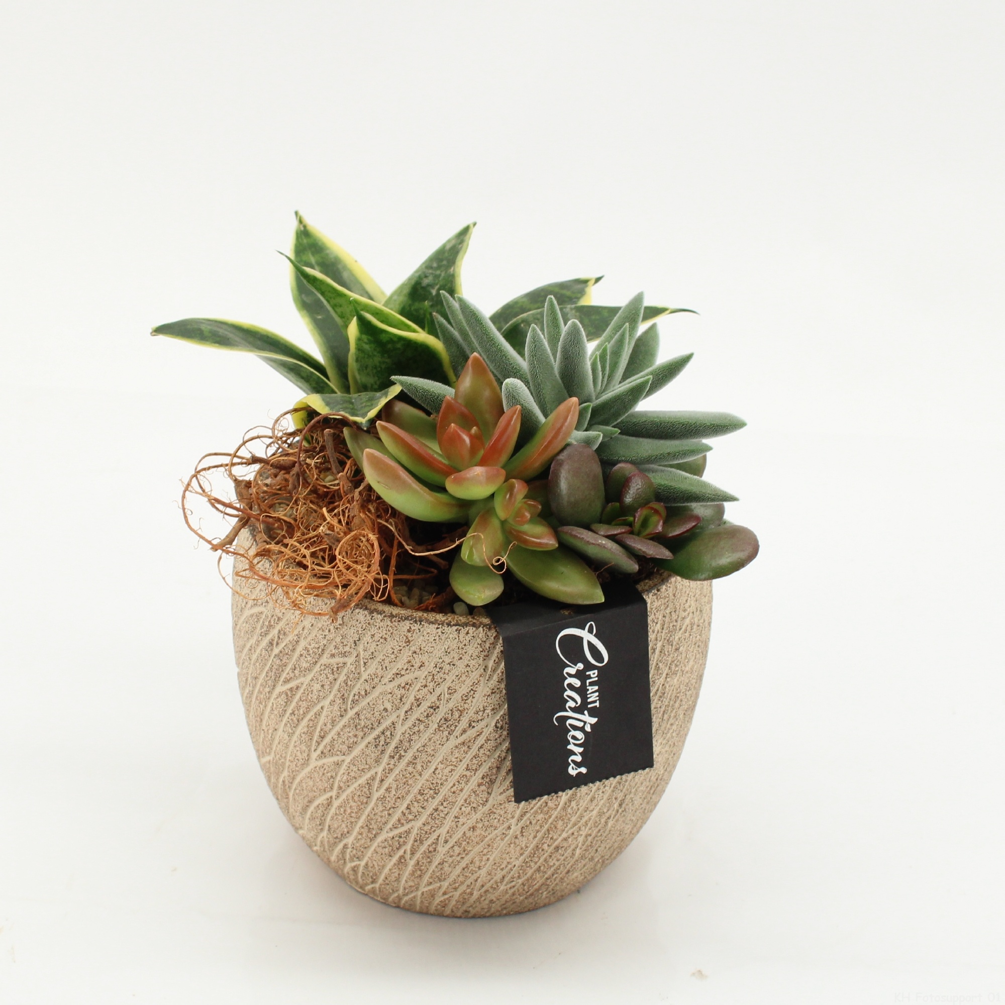 SUCR-2619 Succulent Essentials, D 14