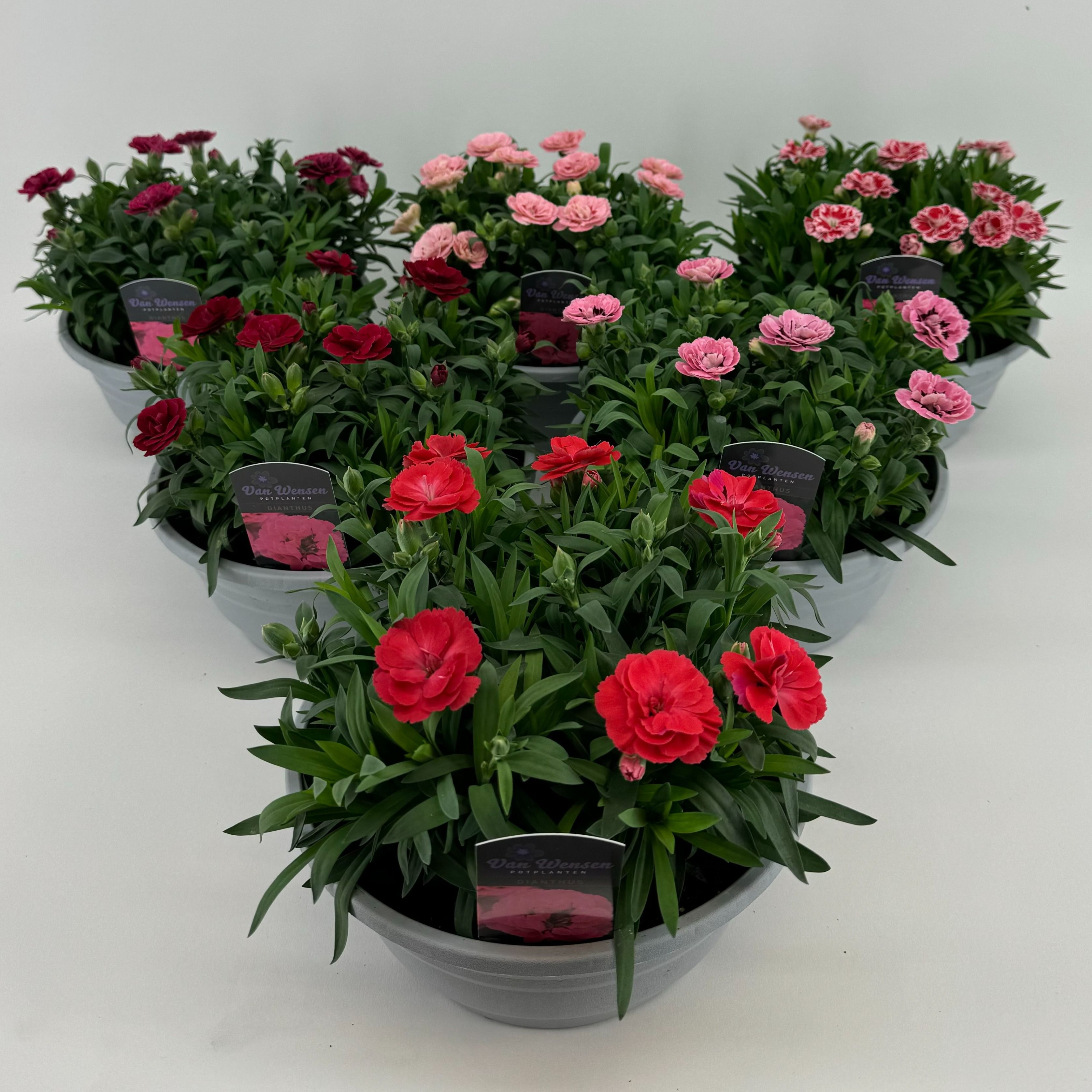 Dianthus 'Oscar' mixkar 21cm, D 21