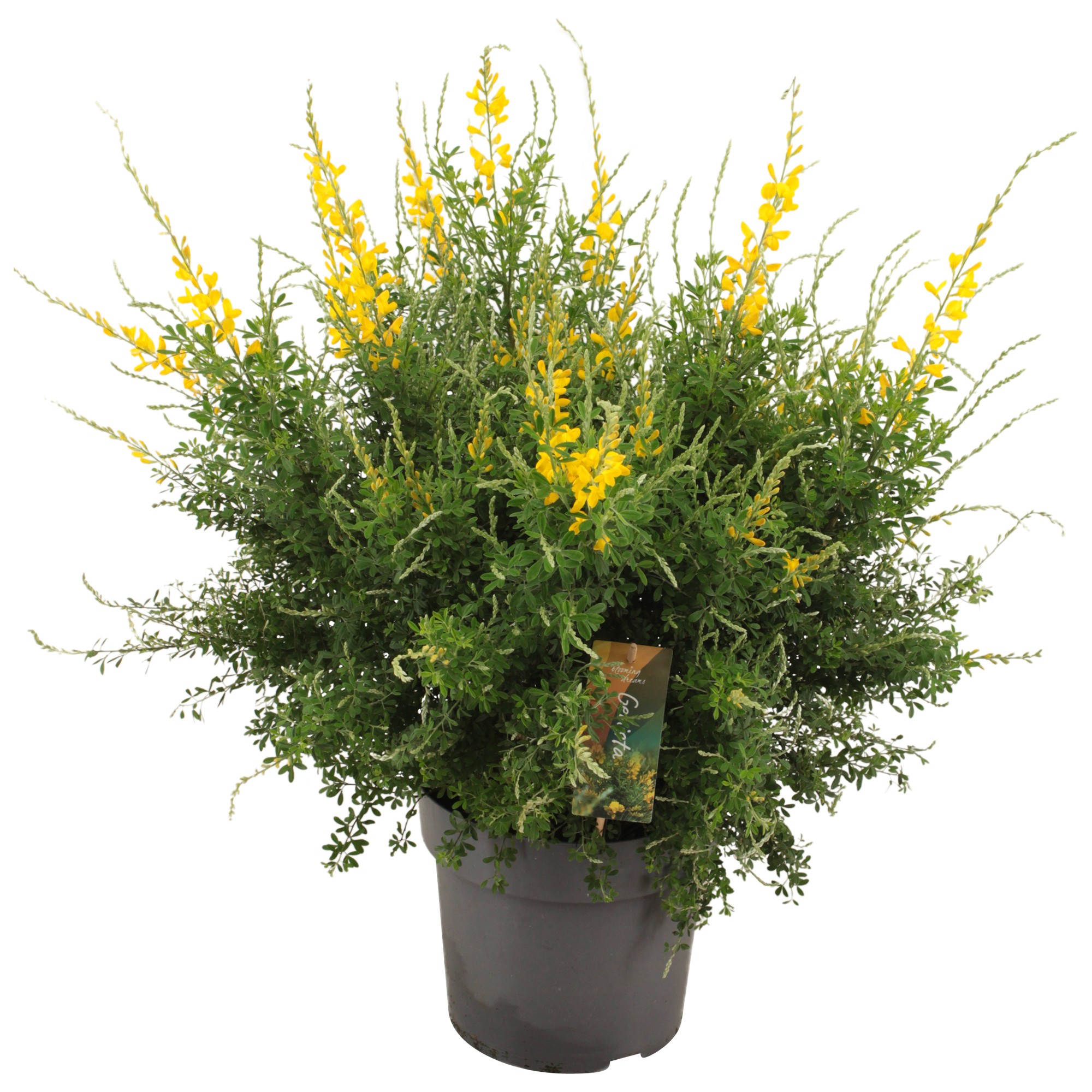 Genista (Cytisus) struik p23, D 23