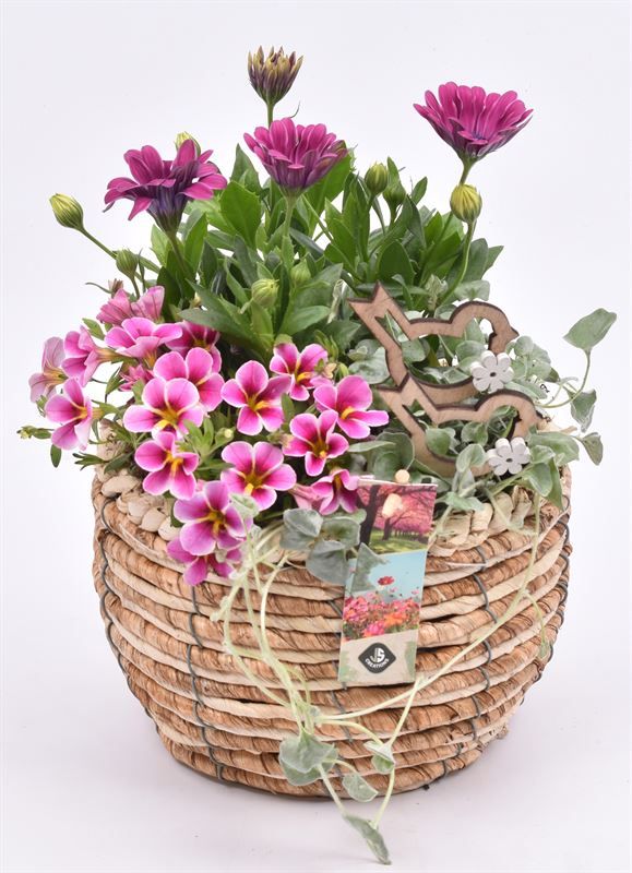 Mais mand 19cm, D 19