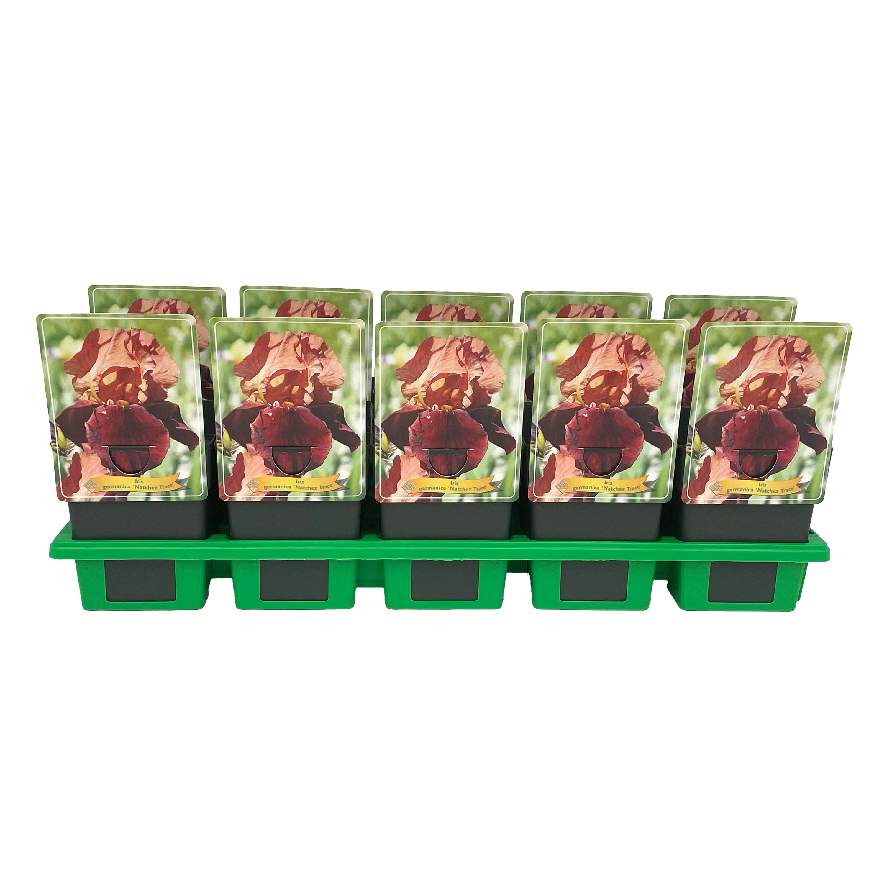 Iris germanica 'Natchez Trace' P11, D 11