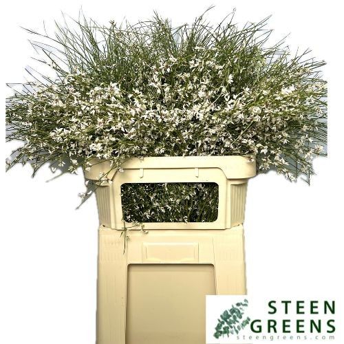 Гениста Вайт за пучок 75, пуч.