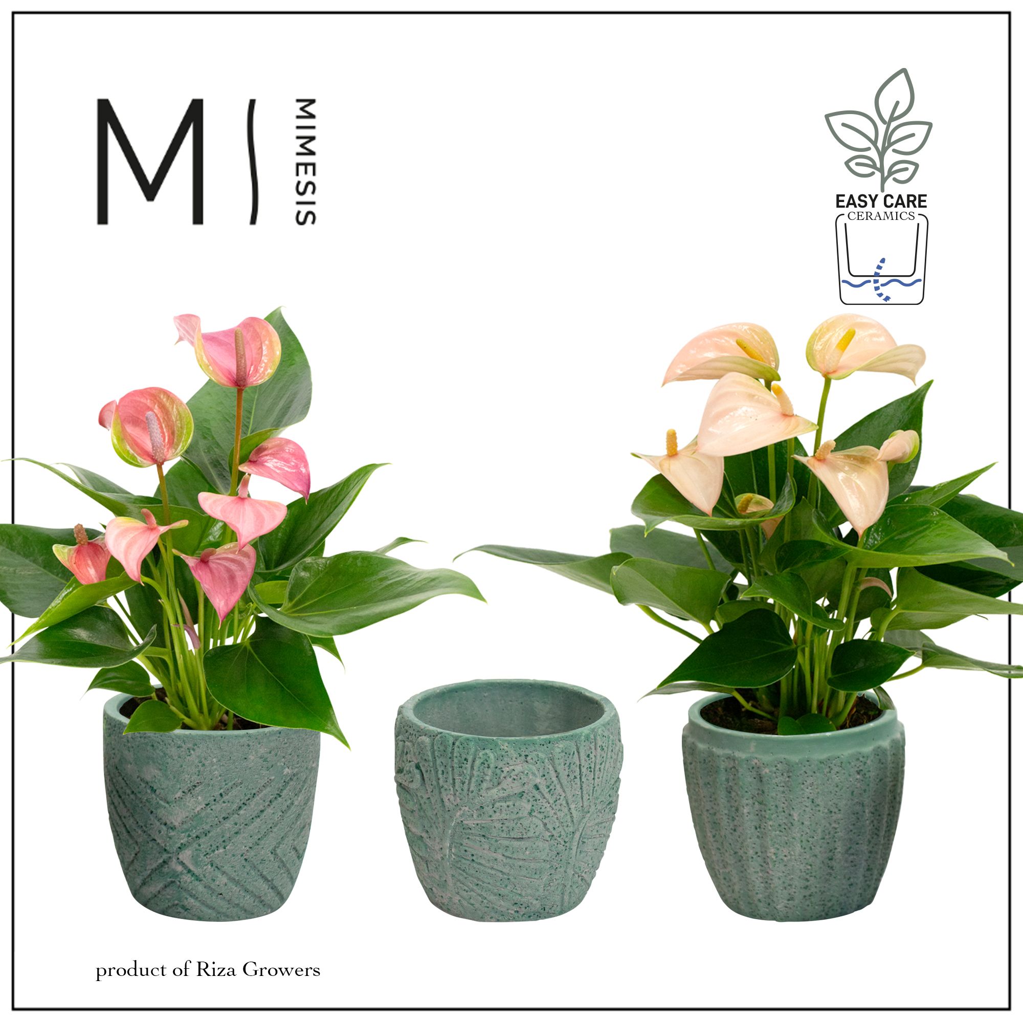 Mimesis Anthurium Multiflora mix - Jade mix, D 9 cm
