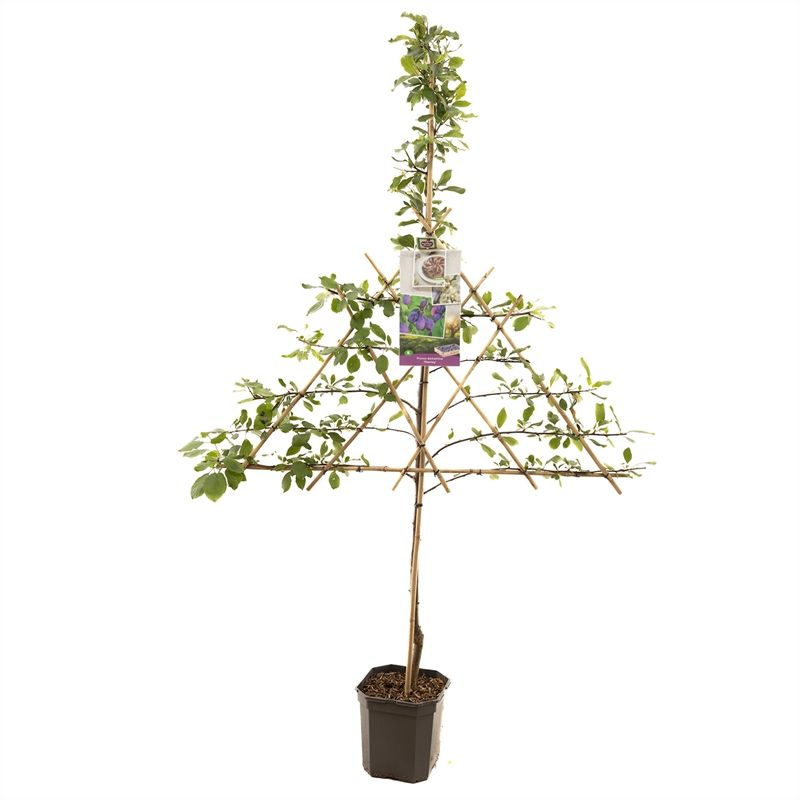 Prunus dom. Stanley leivorm Donkerblauwe pruim, D 24