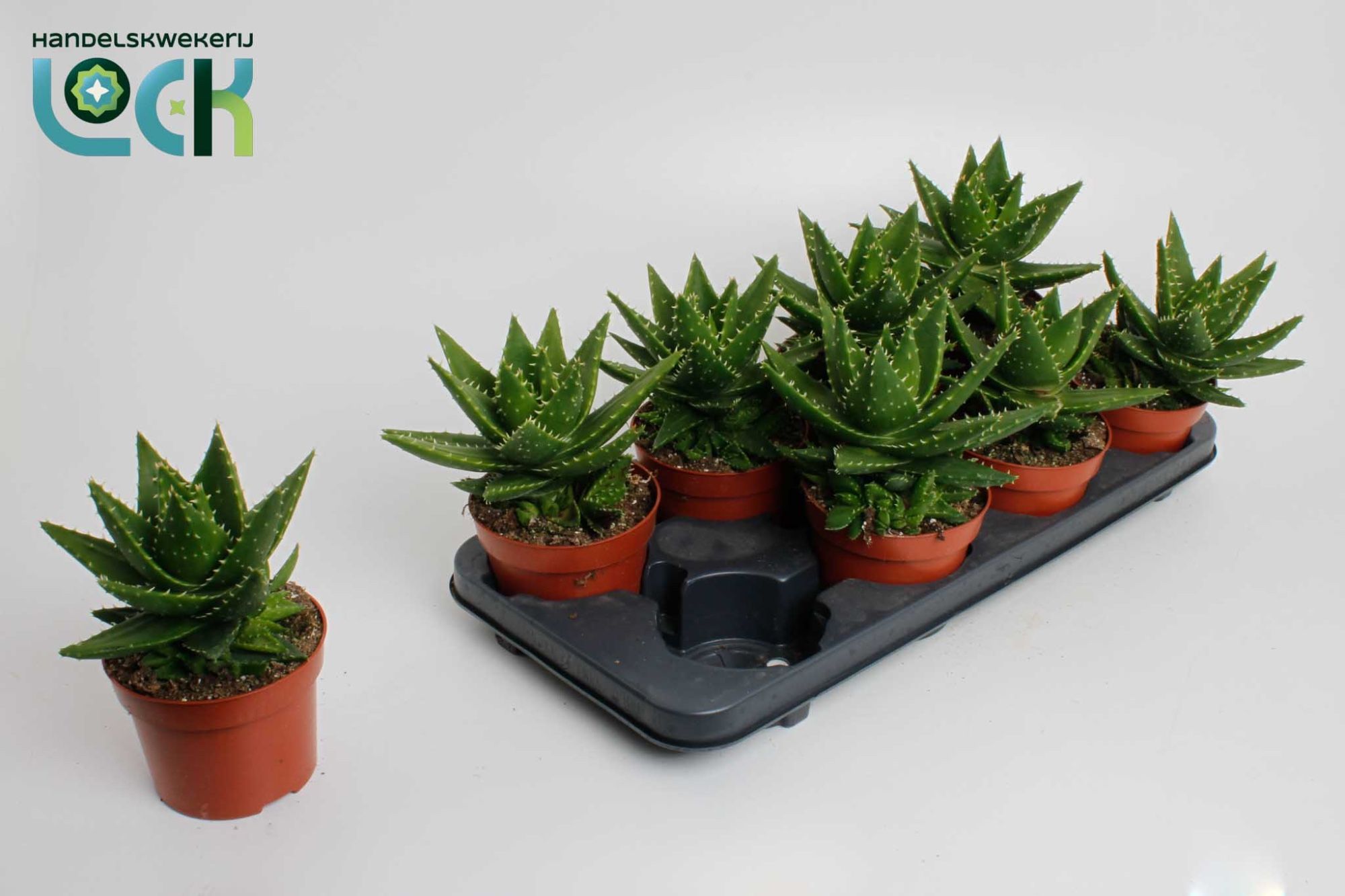 Aloë Mitriformis (perfoliata), D 12