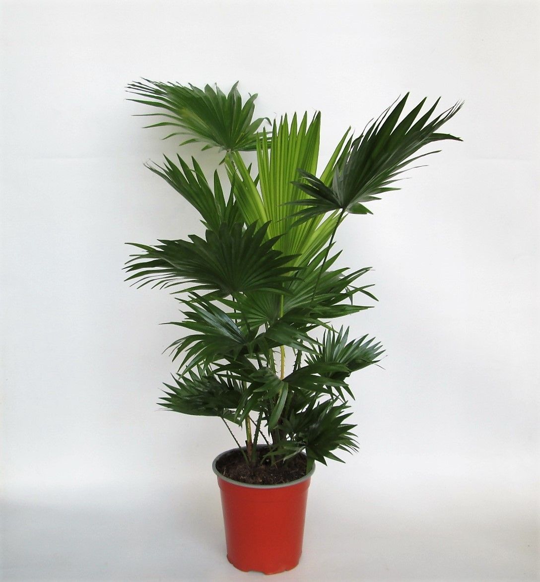 Livistona Rotundifolia 2 pp, D 19