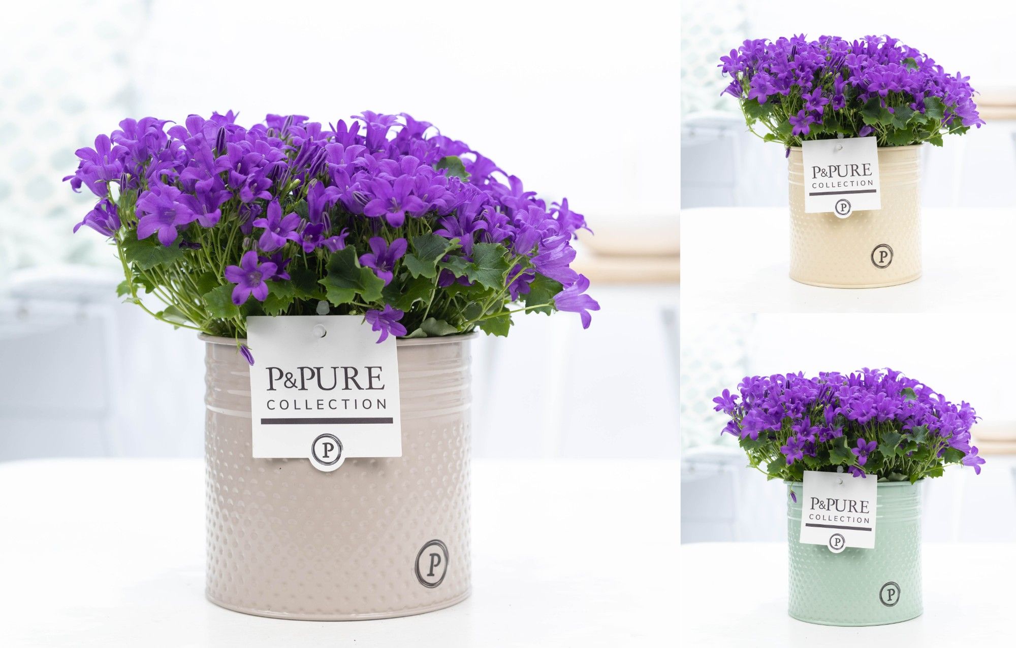 Campanula Porto LL Pure Zinc Louise, D 14