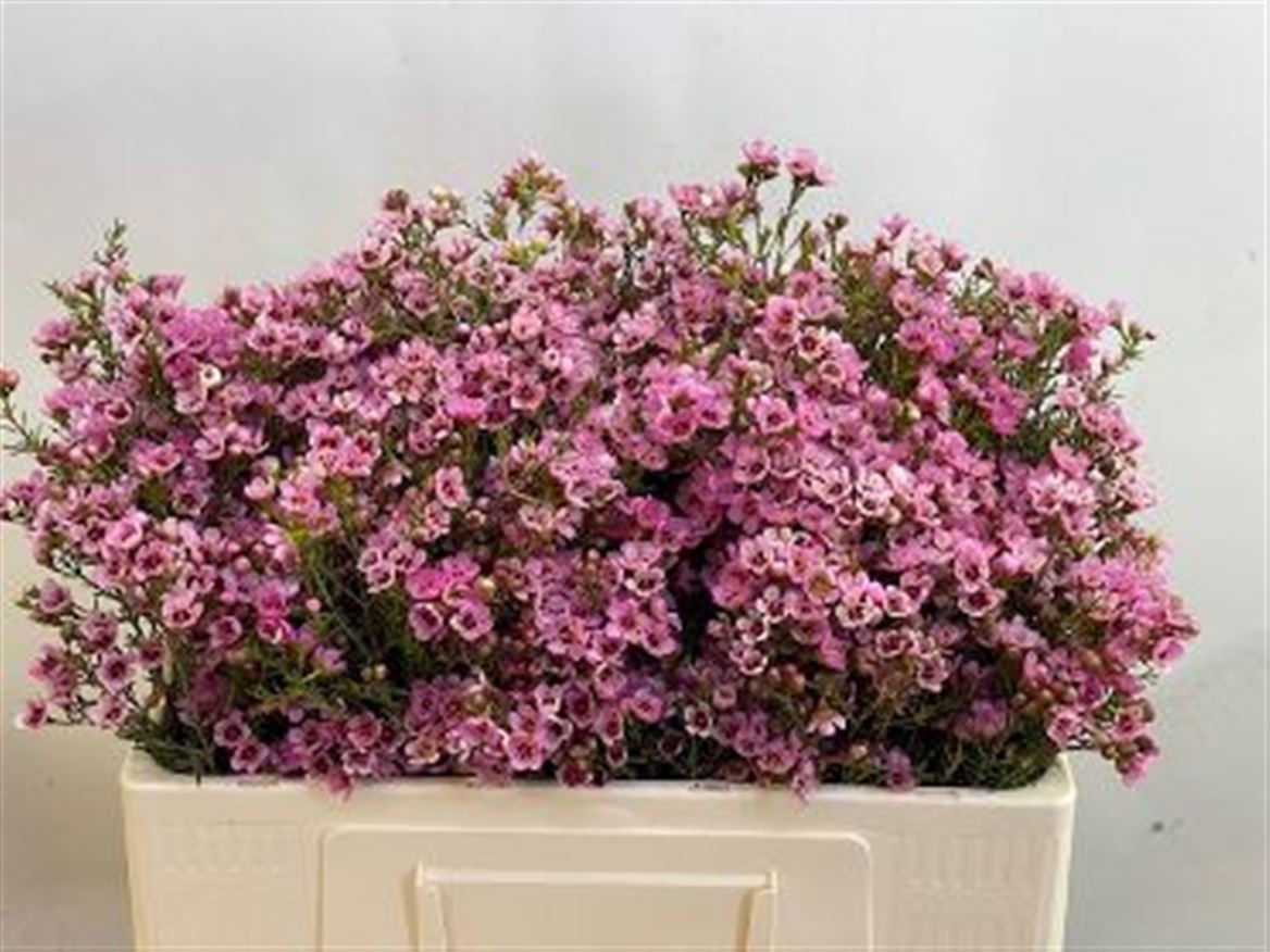 Шамелациум Сарас Делайт 50 (ярко-роз.), шт.