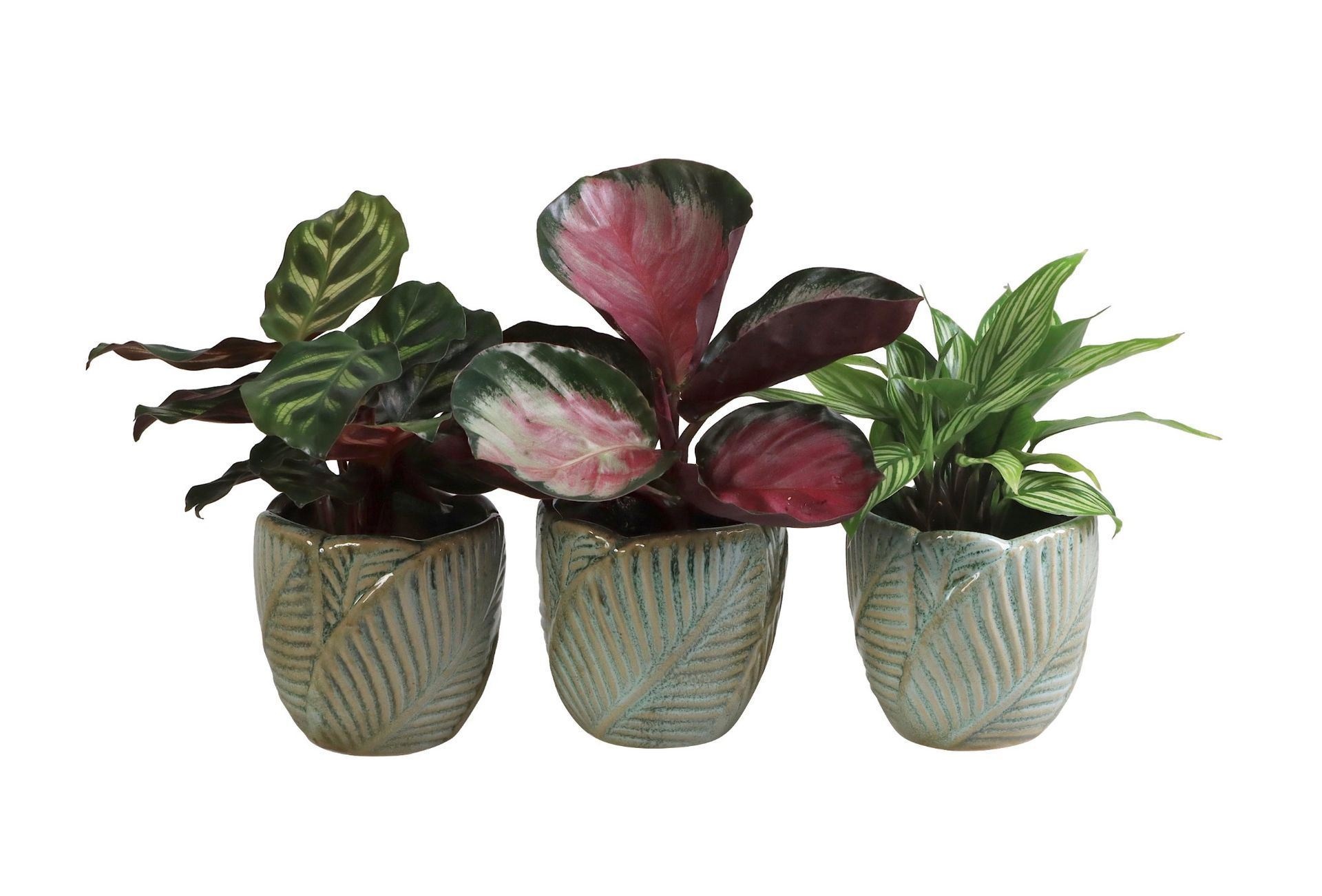 L 65962 with Calathea Mix 6 cm, D 6