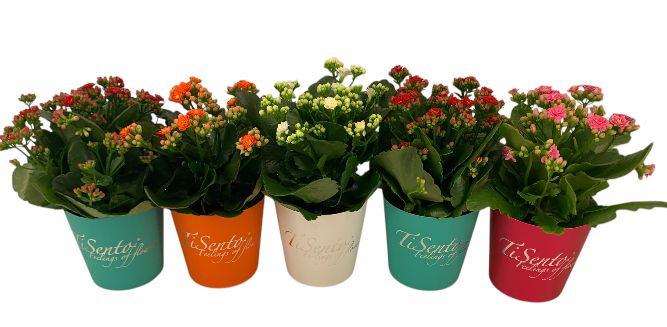 Calandiva 12 cm Juni Mix smartcup, D 12