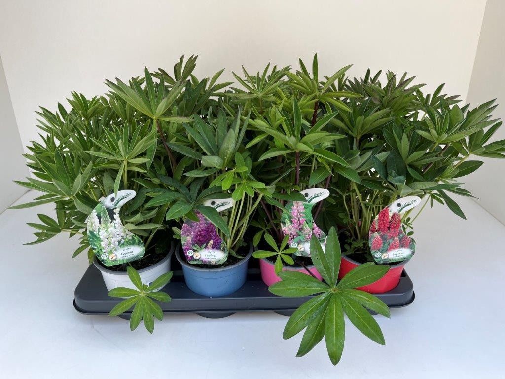 Lupinus polyphyllus, verschillende kleuren, D 13