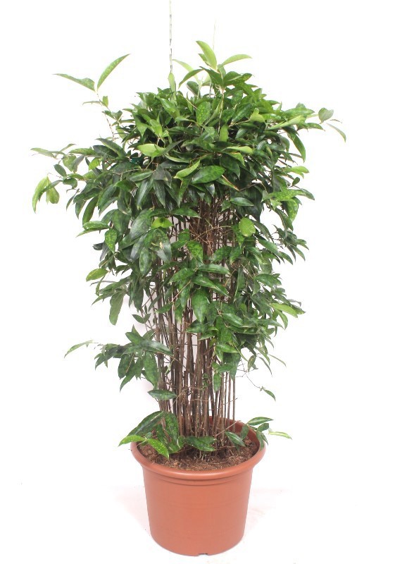 Dracaena Surculosa, D 40