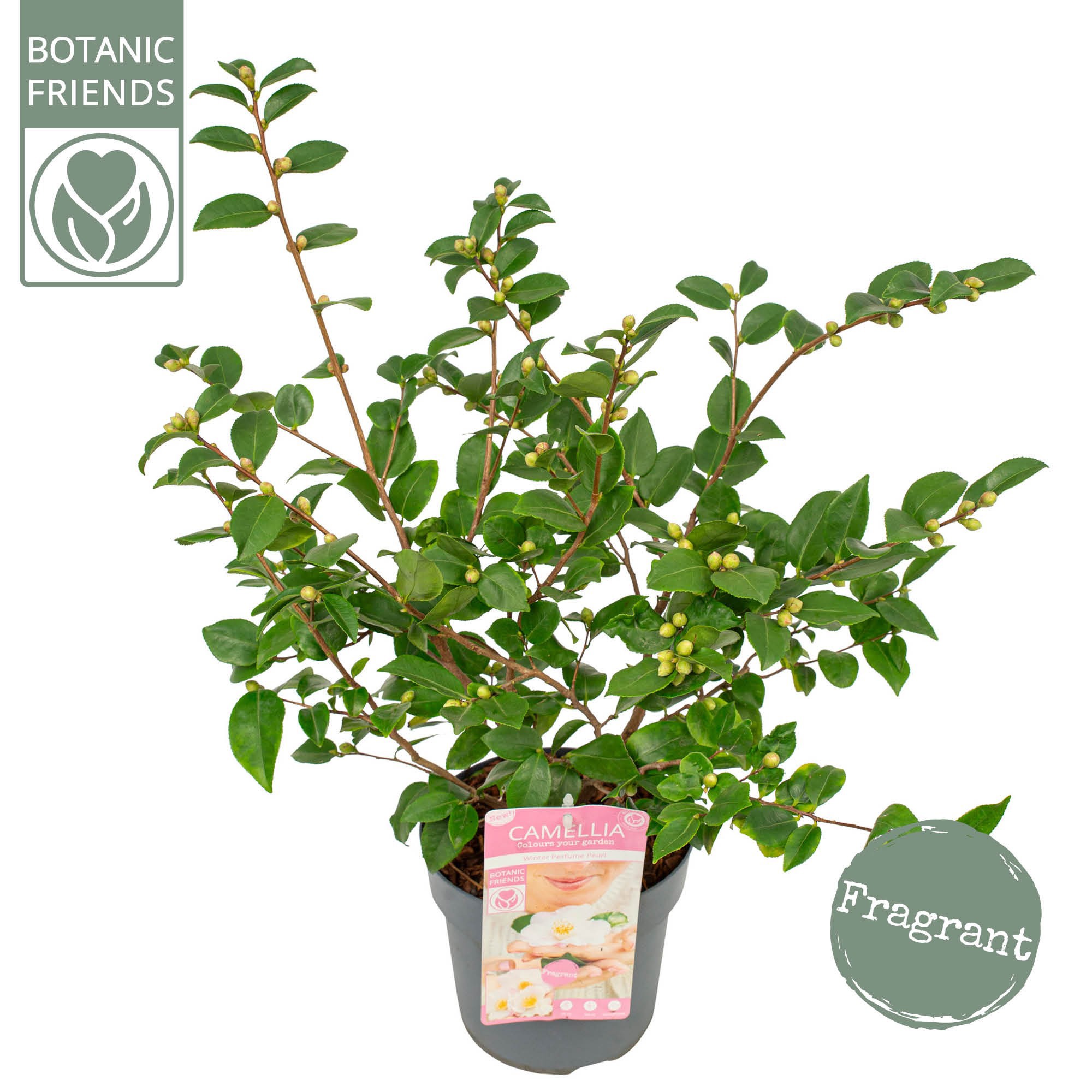 Camellia ja.'Winter Perfume Pearl'® Premium, D 19