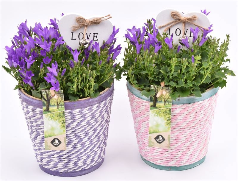 Hout pot paars/roze mix 13cm, D 13