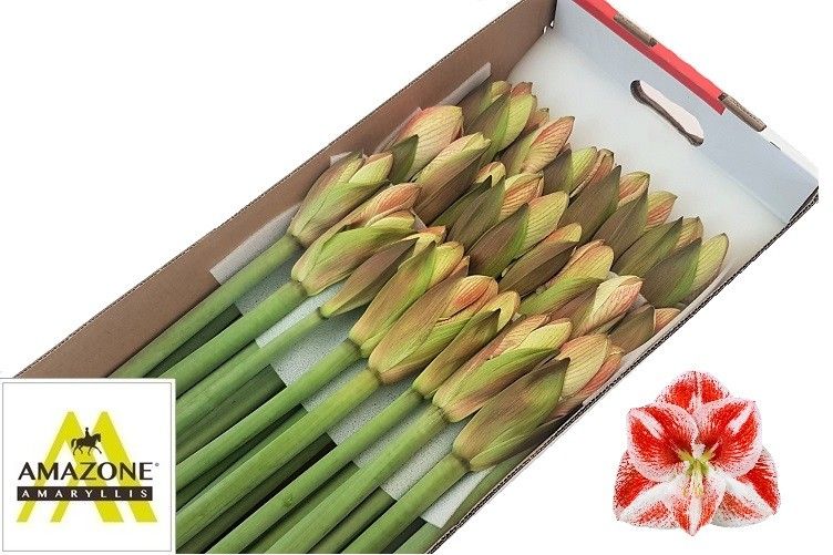 Амарилис Попов (красно-бел.) x25, шт.