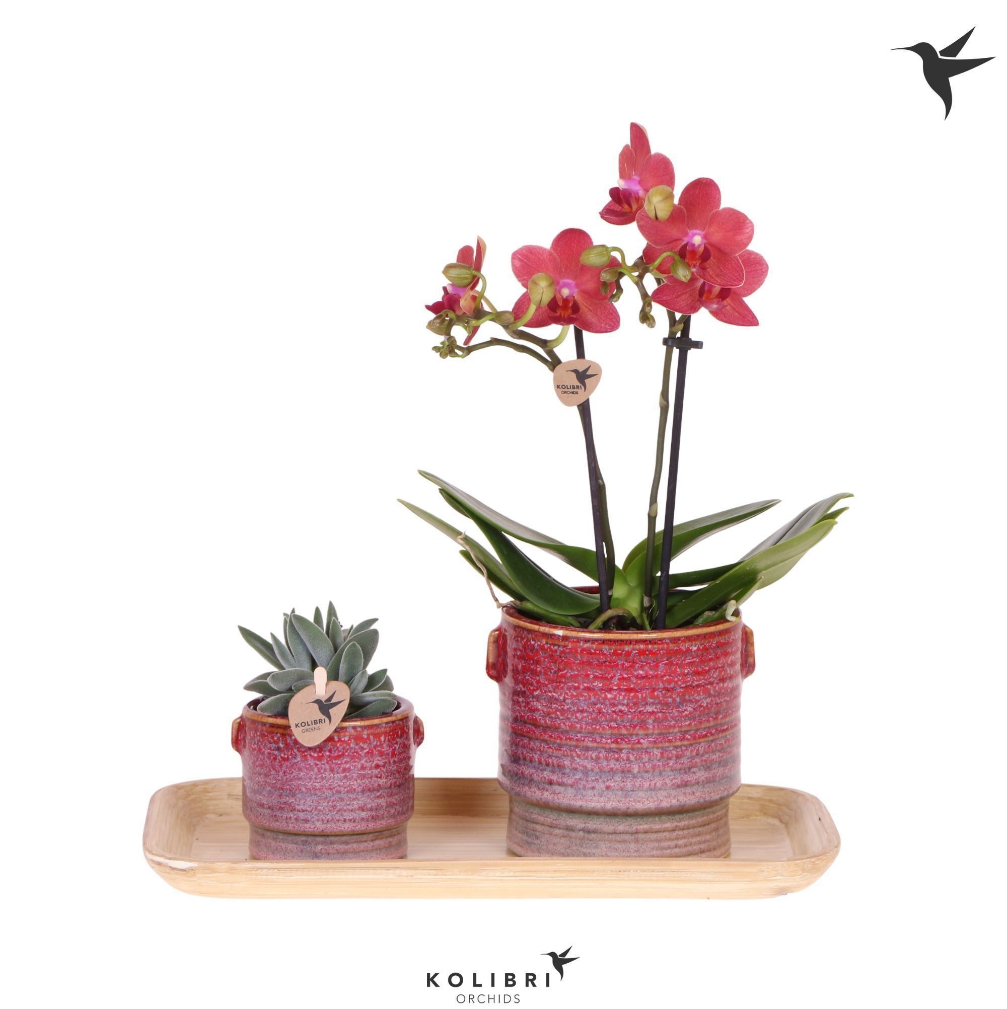 Kolibri Gift Set small Bold Seventies, D 18