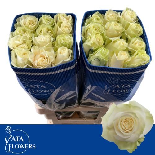 Роза од. Мондиаль 50 (бел.), шт.